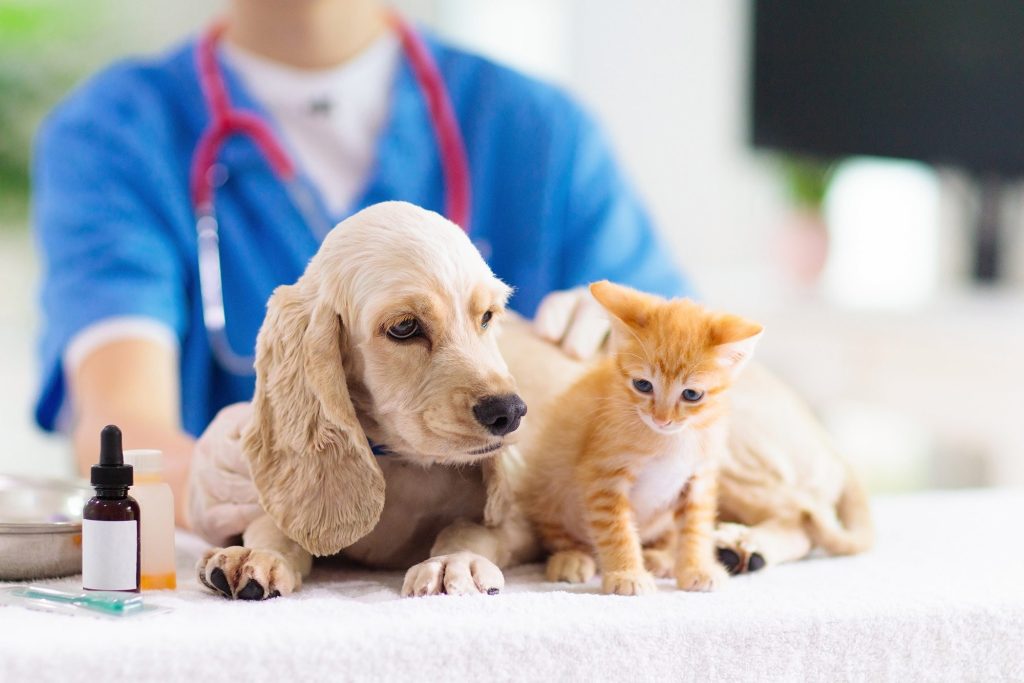 Veterinario - Clínica veterinaria CDMX