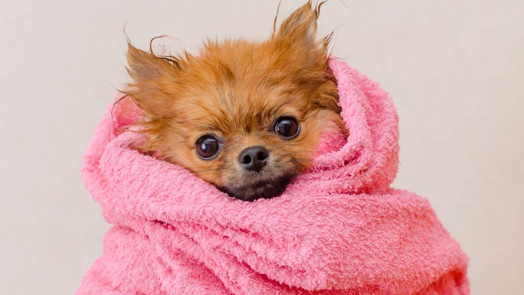 estetica-canina-tlanepantla