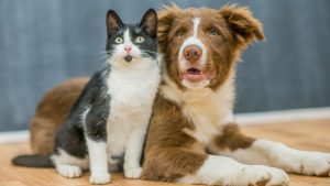 Alimentos y flores tóxicos para tu mascota