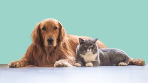 Esterilización por la salud de tu perro o gato