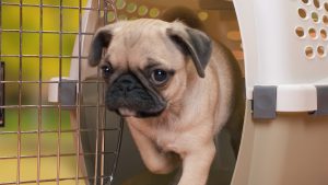 Hotel para perros y gatos